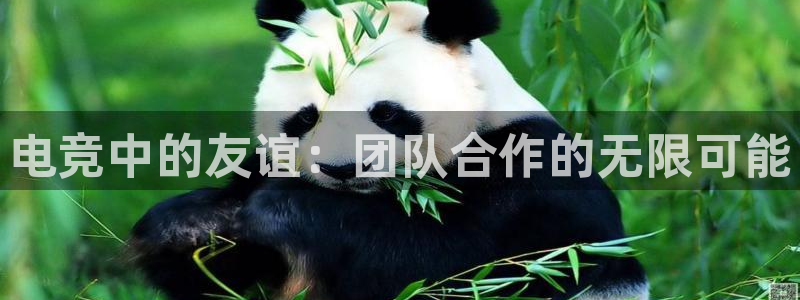 乐鱼电竞网站：电竞中的友谊：团队合作的无限可能
