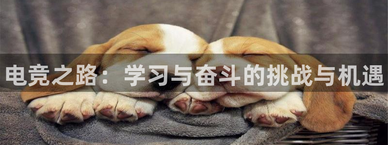 乐鱼电竞app：电竞之路：学习与奋斗的挑战与机遇